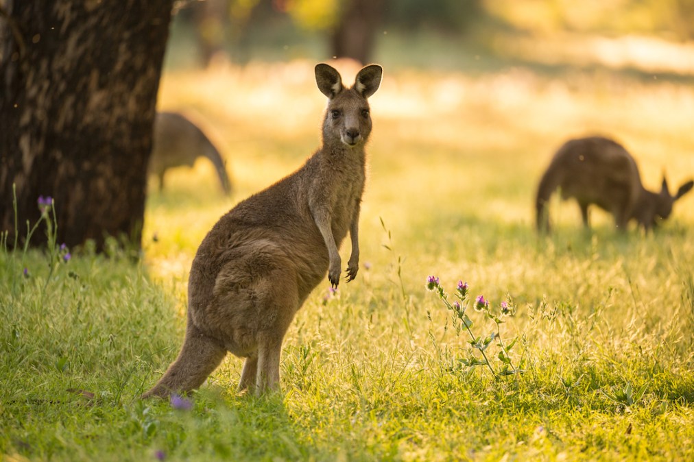 A kangaroo, but not the one that escaped in Florida. (Getty Images)