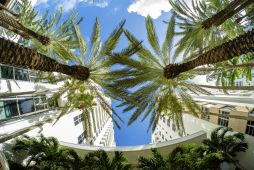 Miami palm trees