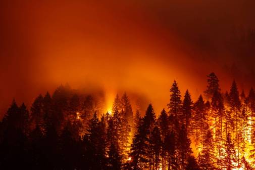 Photograph of a forest of trees on fire with orange smoke and active blazes.