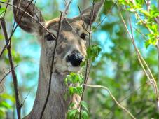 deer