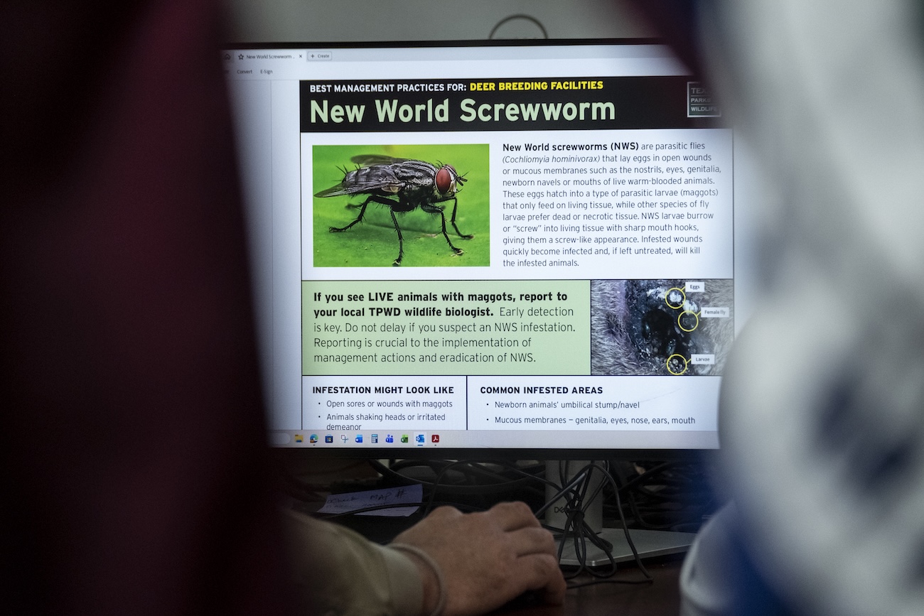 Texas launches ‘one stop shop’ website for info on New World screwworm outbreak