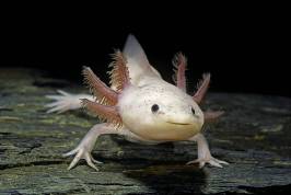 axolotl